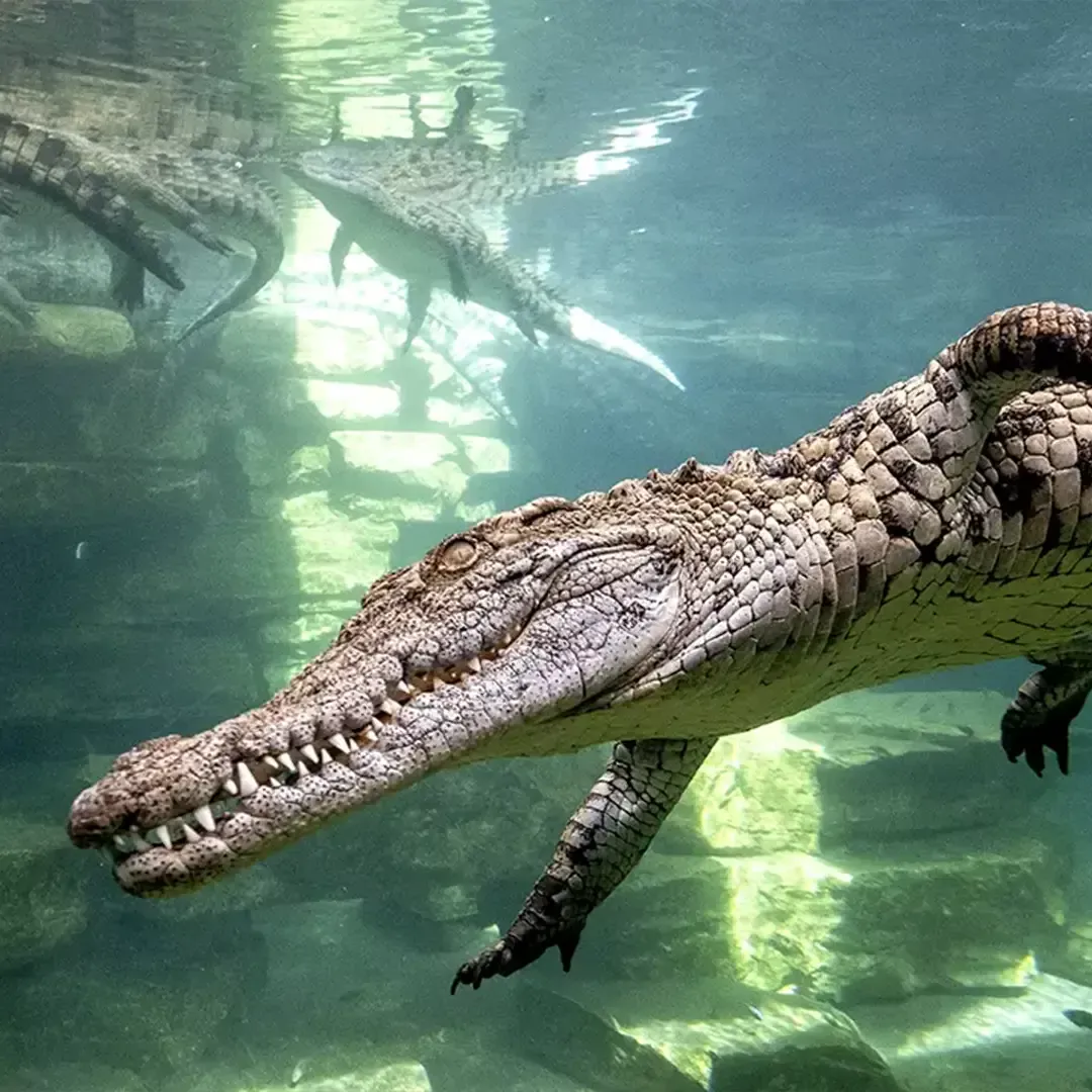 حديقة التماسيح في دبي