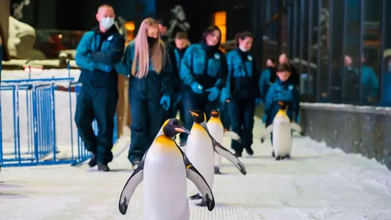 تجربة سكي دبي الثلجية المميزة